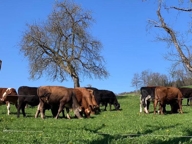 Institut für Agrarökologie - Wie können wir durch neue Absatzwege Chancen für eine nachhaltige Landwirtschaft schaffen?